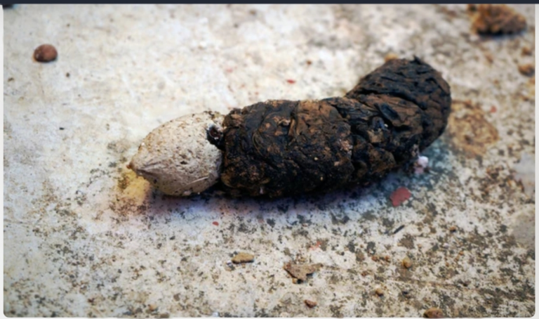 short-white-worms-in-dog-poop-causes-and-treatment-petsmartgo