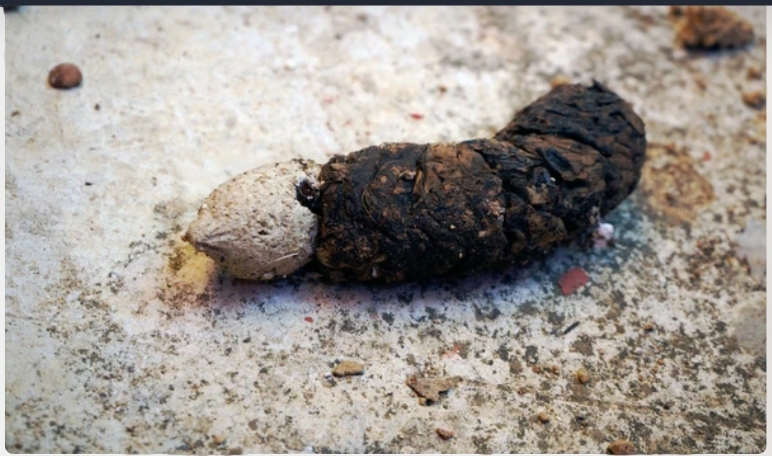 Short White Worms in Dog Poop: Causes and Treatment