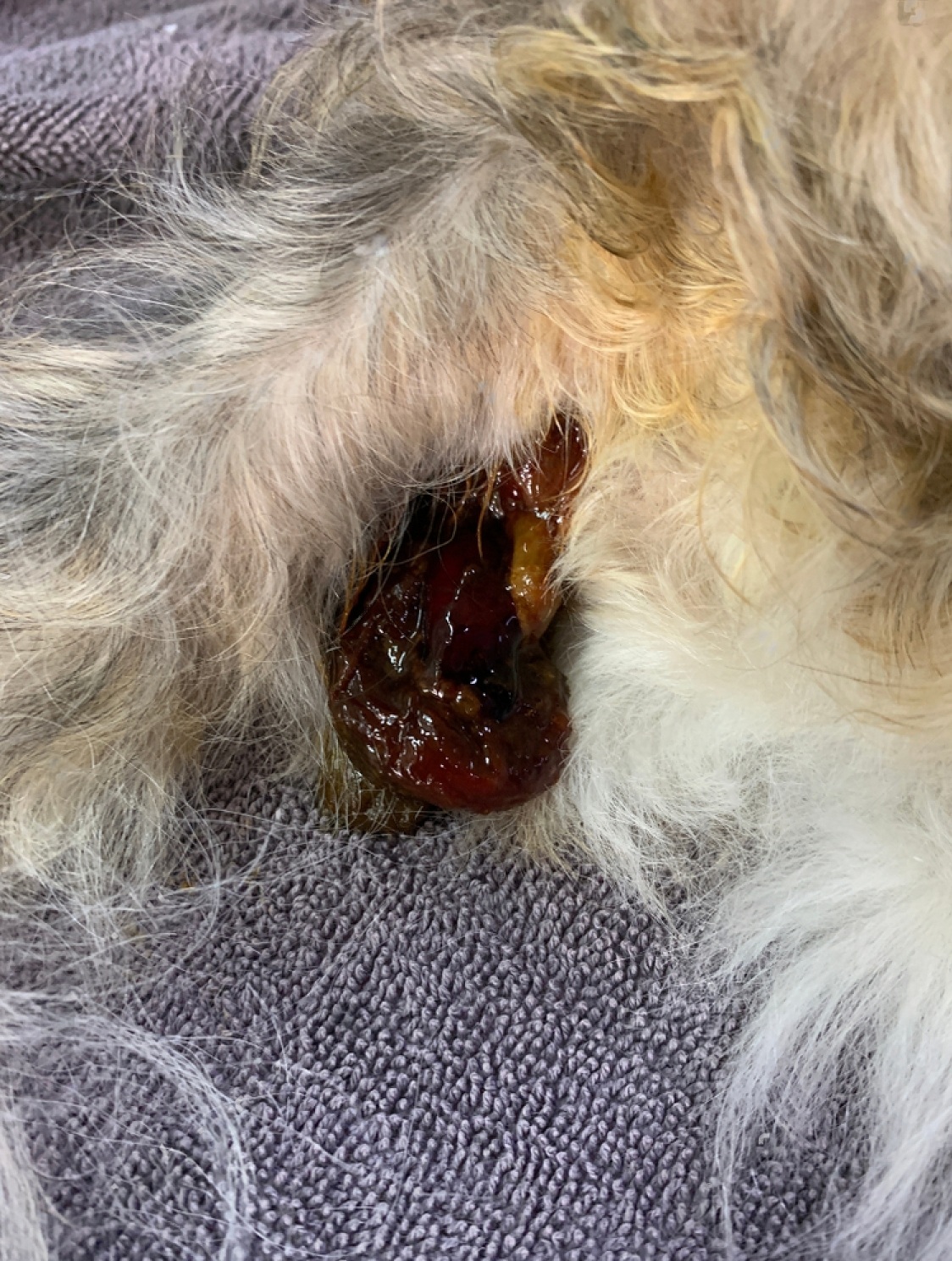 how-to-treat-bloody-diarrhea-in-dogs-at-home-petsmartgo
