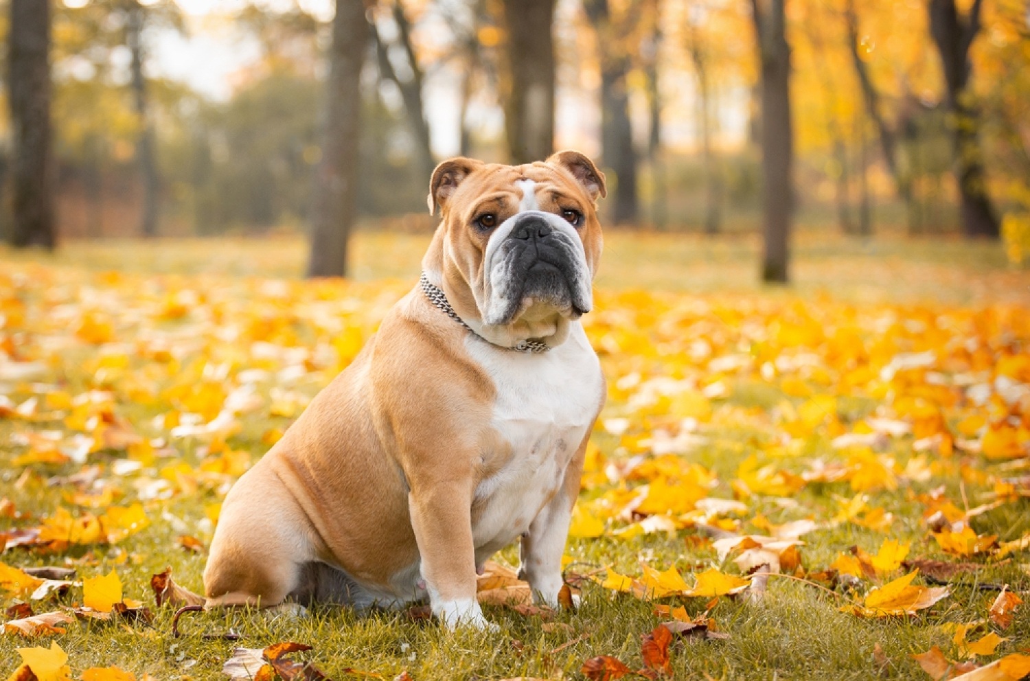 How Long Does A English Bulldog Live Petsmart
