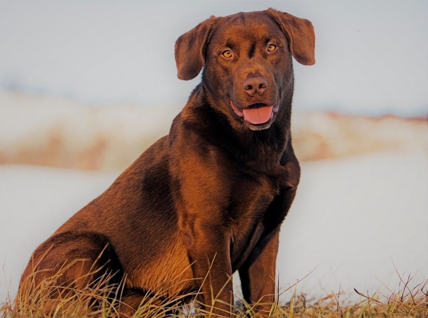 gangster-dog-names-petsmartgo