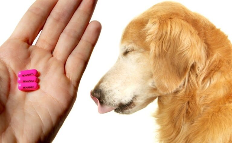Stunning Can I Give Benadryl To My Labrador With Kidney Disease image