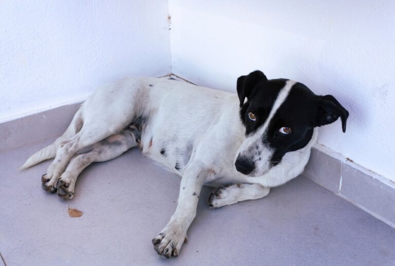 How Many Nipples Do Male Dogs Have?