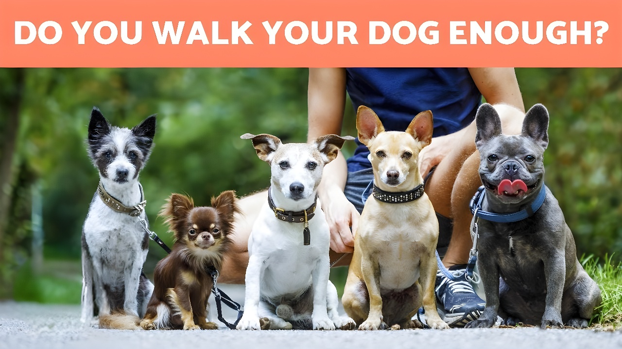 How Often Should You Walk Your Dog? Petsmartgo