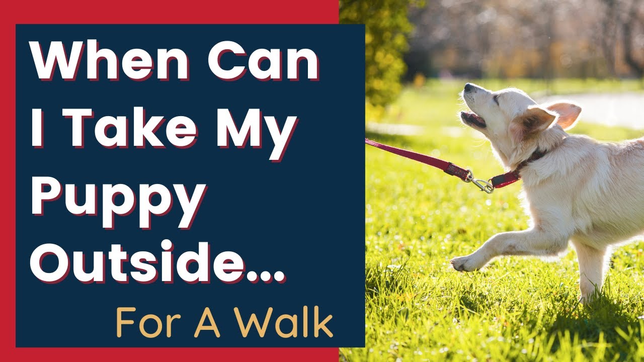 How Often Should You Walk Your Dog? Petsmartgo