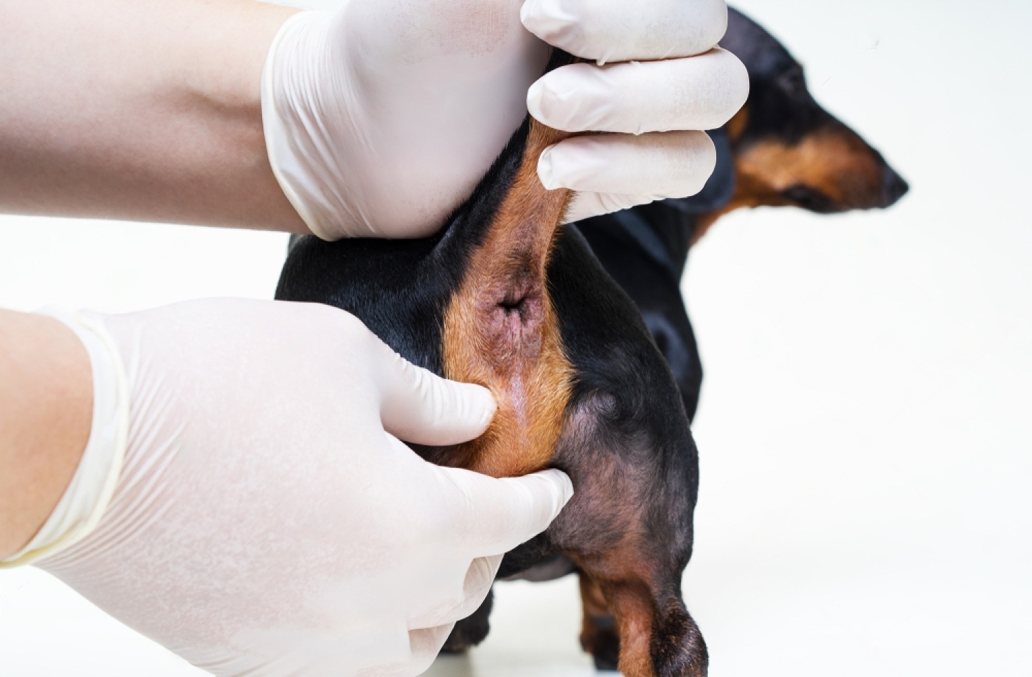 dog-bleeding-from-butt-causes-and-treatment-petsmart