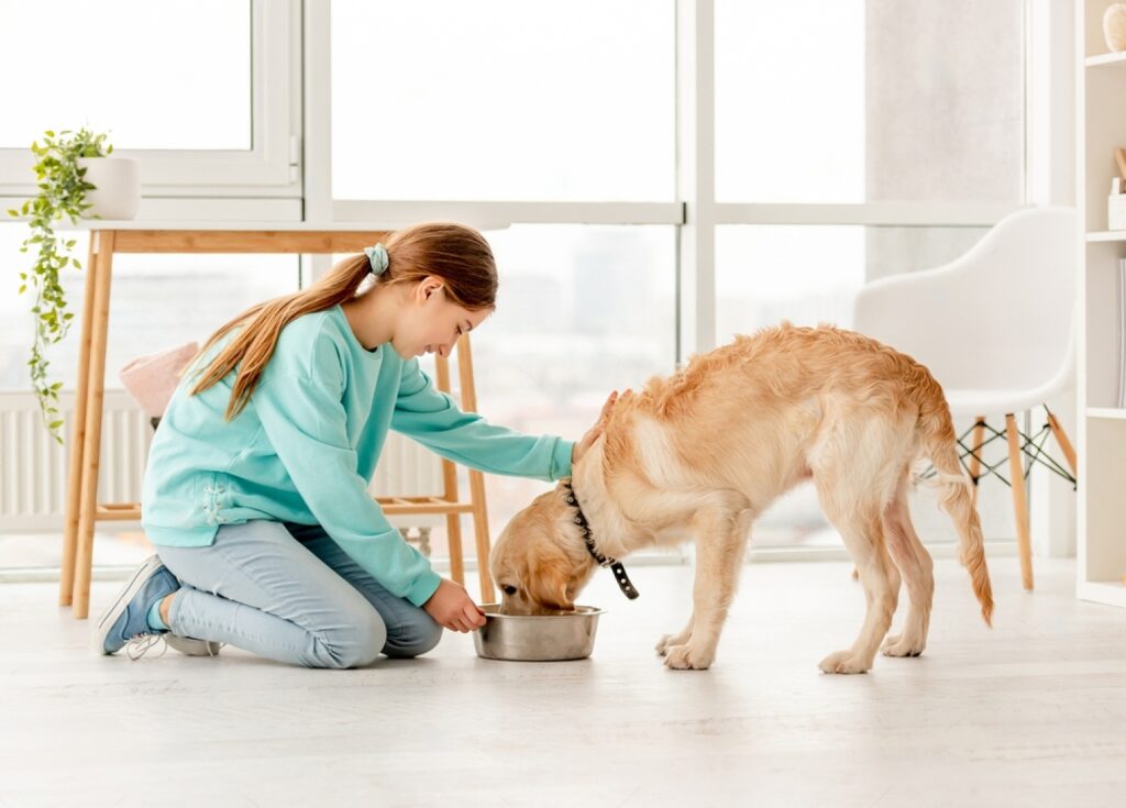 What To Feed A Dog With Diarrhea Foods To Try Petsmartgo
