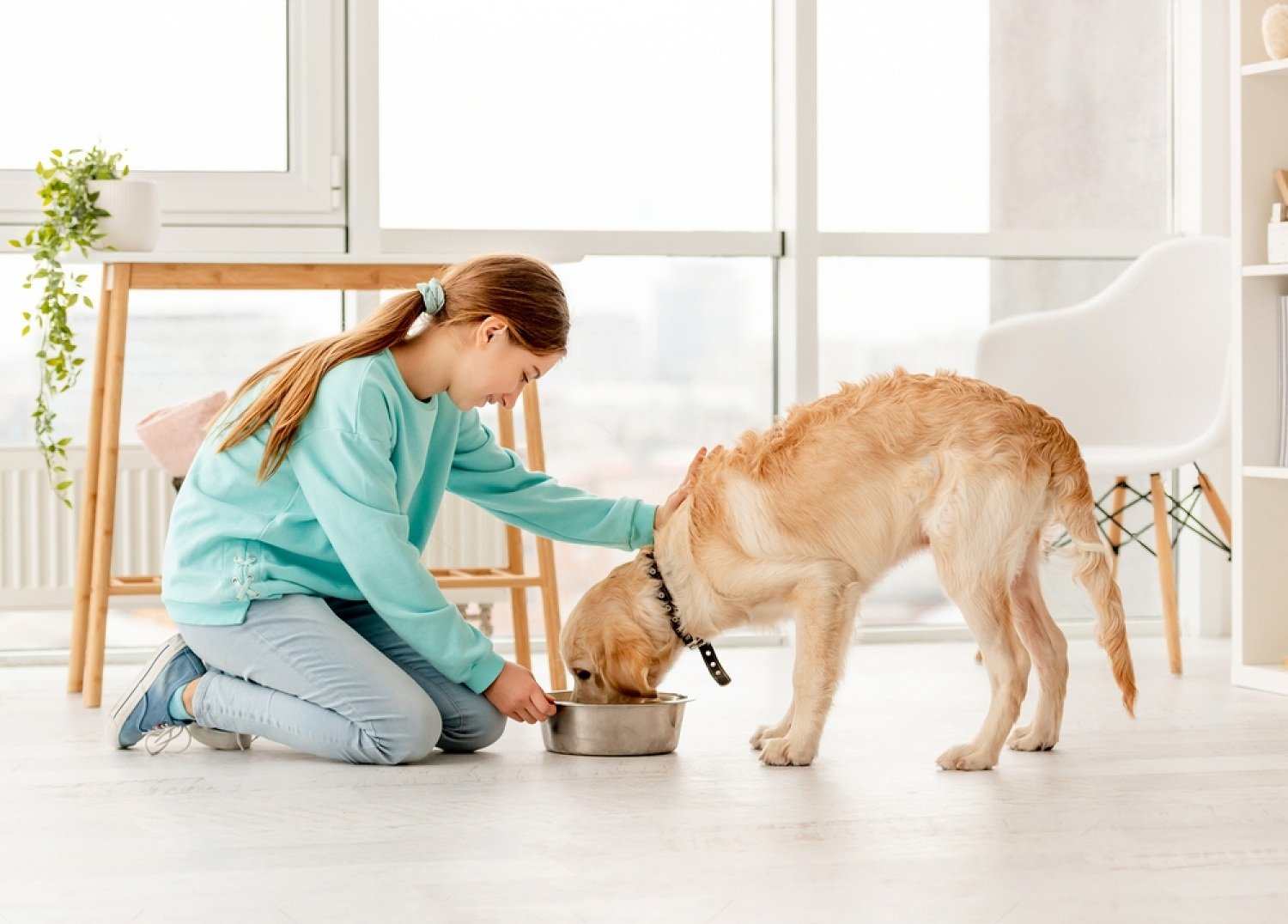 what-to-feed-a-dog-with-diarrhea-foods-to-try-petsmart