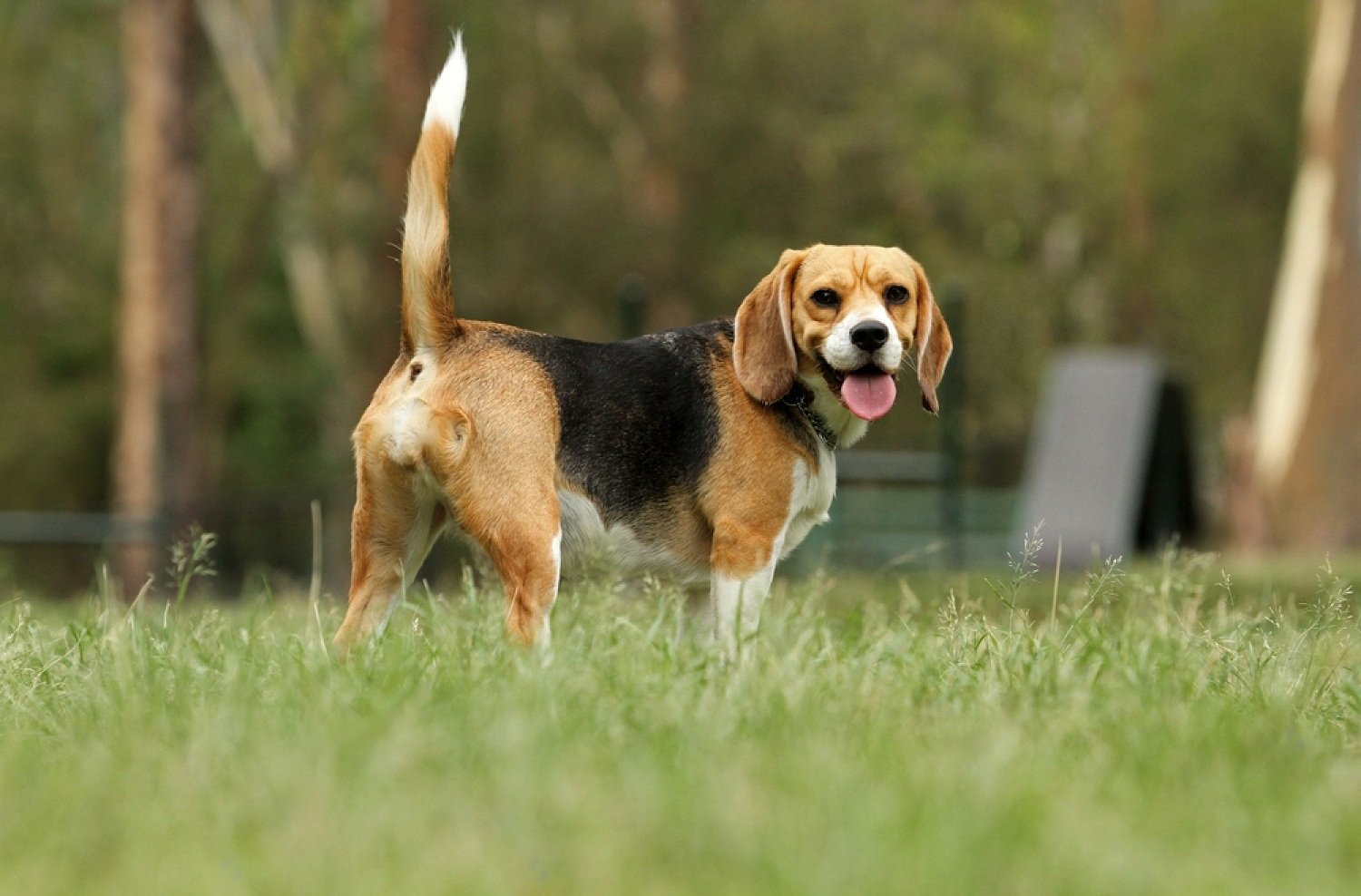 why-do-dogs-have-tails-petsmart