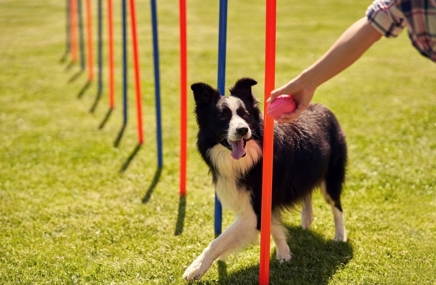 How To Find A Dog Agility Training Near Me Petsmartgo