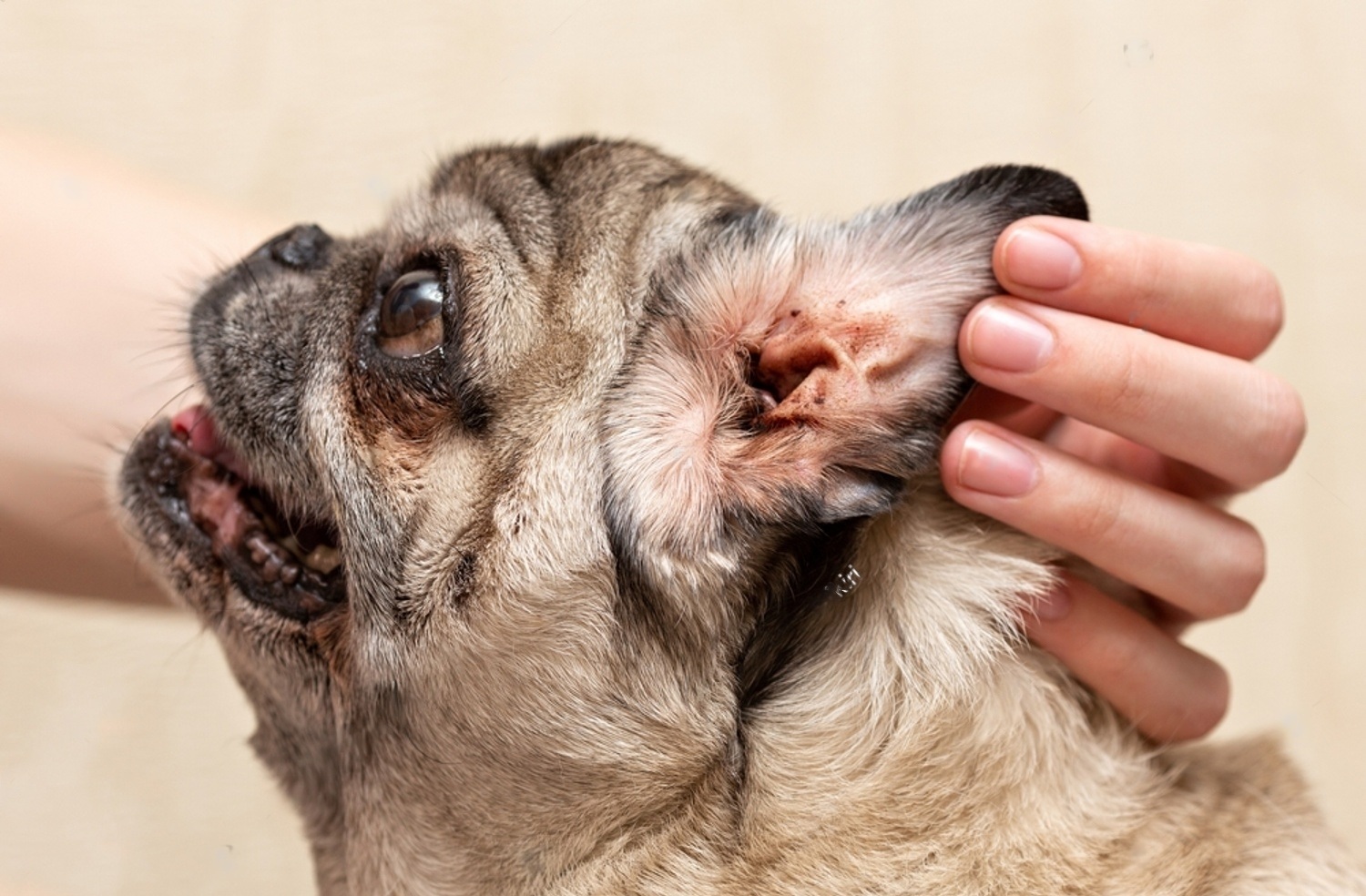 Dog Ear Mites vs. Ear Wax: All You Need To Know