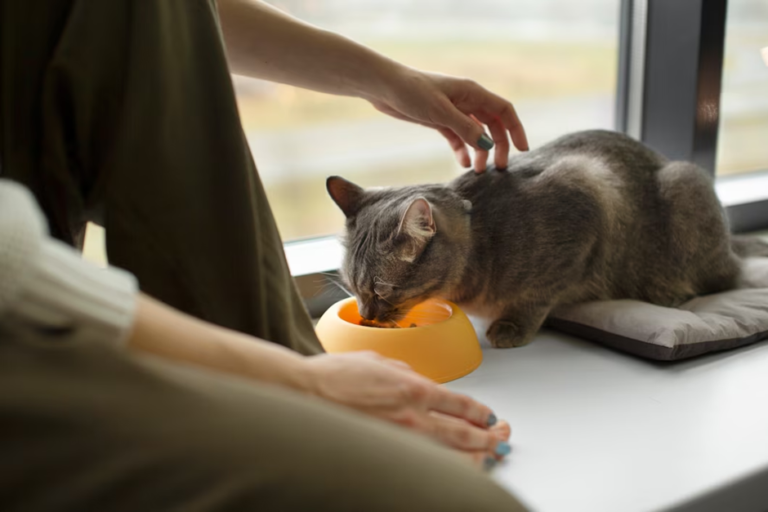 how-to-achieve-a-balanced-diet-for-your-cat-petsmart