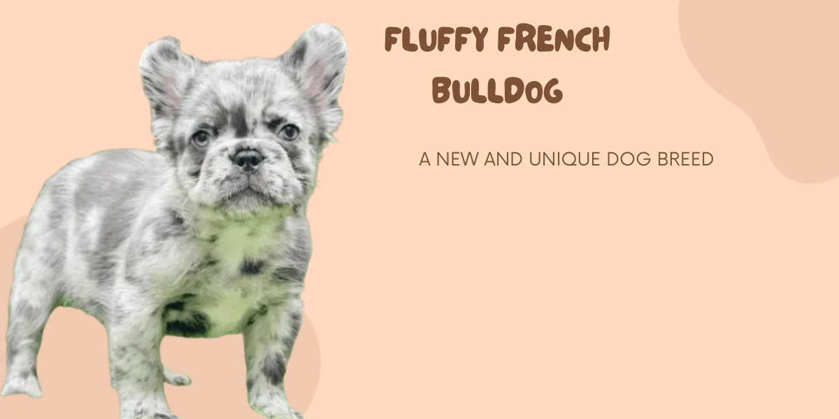 Fluffy French Bulldog 2