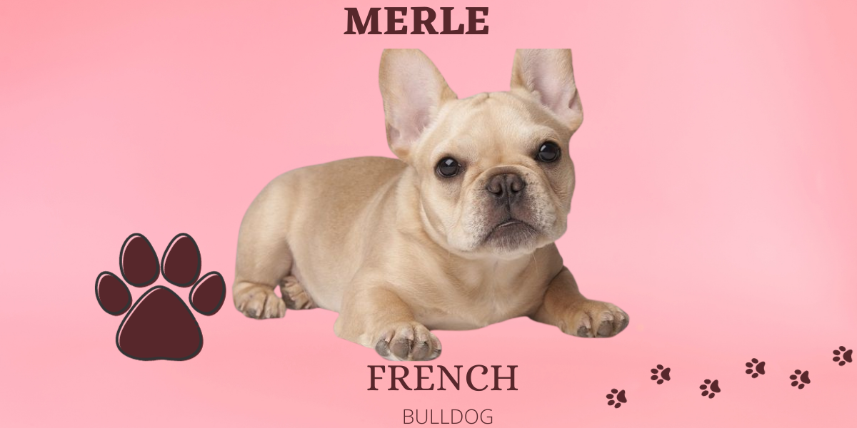 Merle French Bulldog