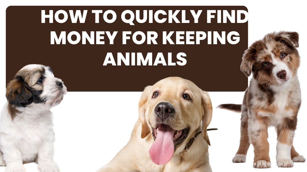 How to Quickly Find Money for Keeping Animals