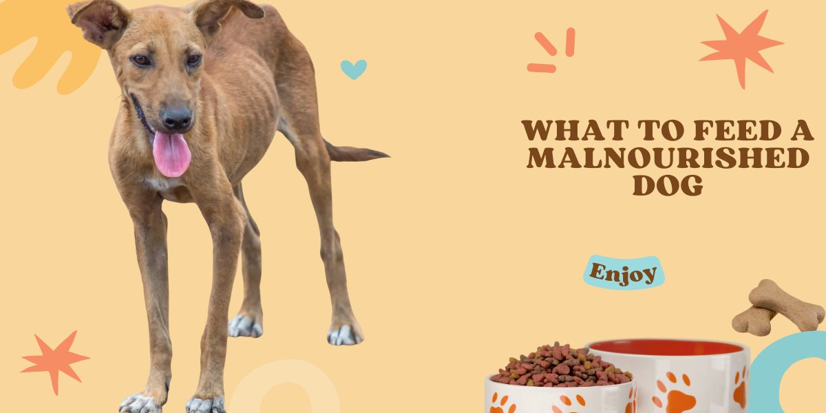 What to Feed A Malnourished Dog Best Foods to Try Petsmartgo