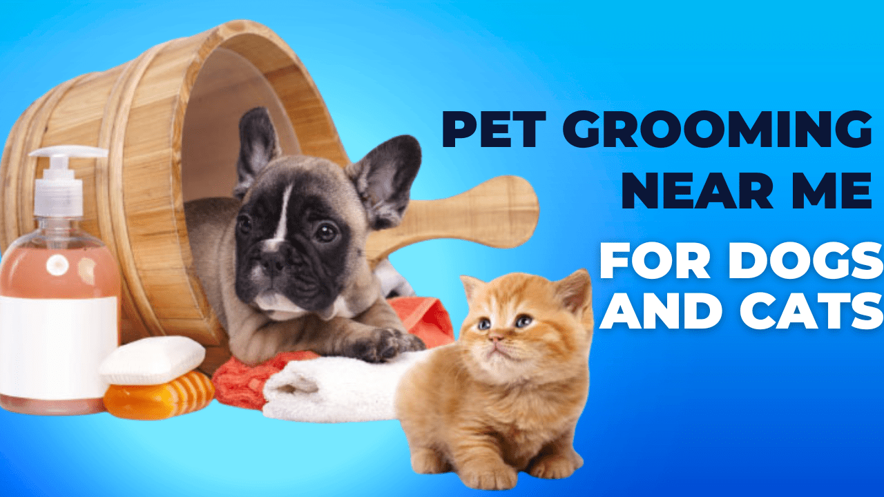 Petsmartgo - Pet: Dogs, Cat, Birds, Animals at home