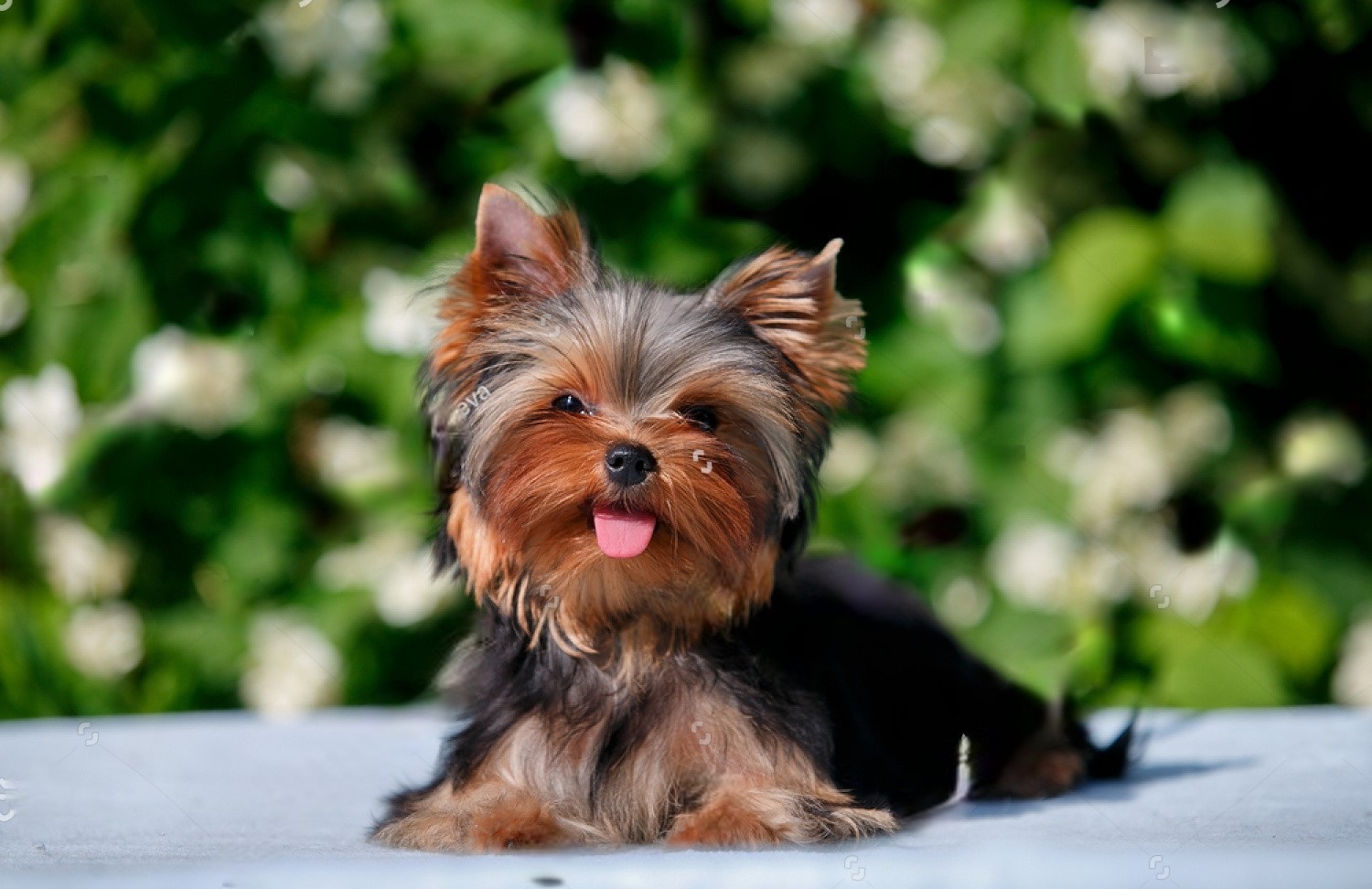 Beyond Fluffiness: Raising Happy and Healthy Yorkie Puppies