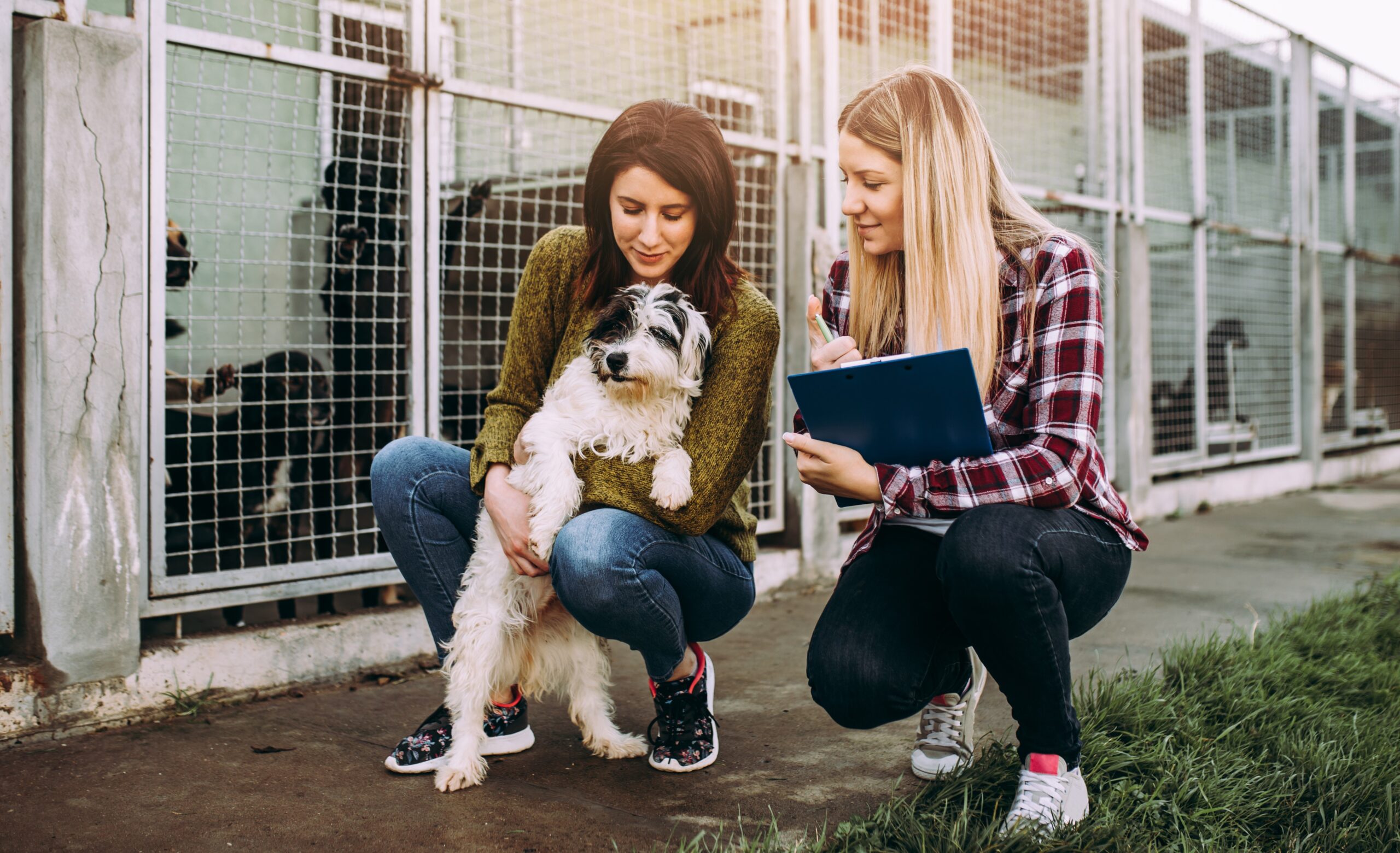 Choosing Your Canine Companion: Factors To Consider - Petsmartgo 